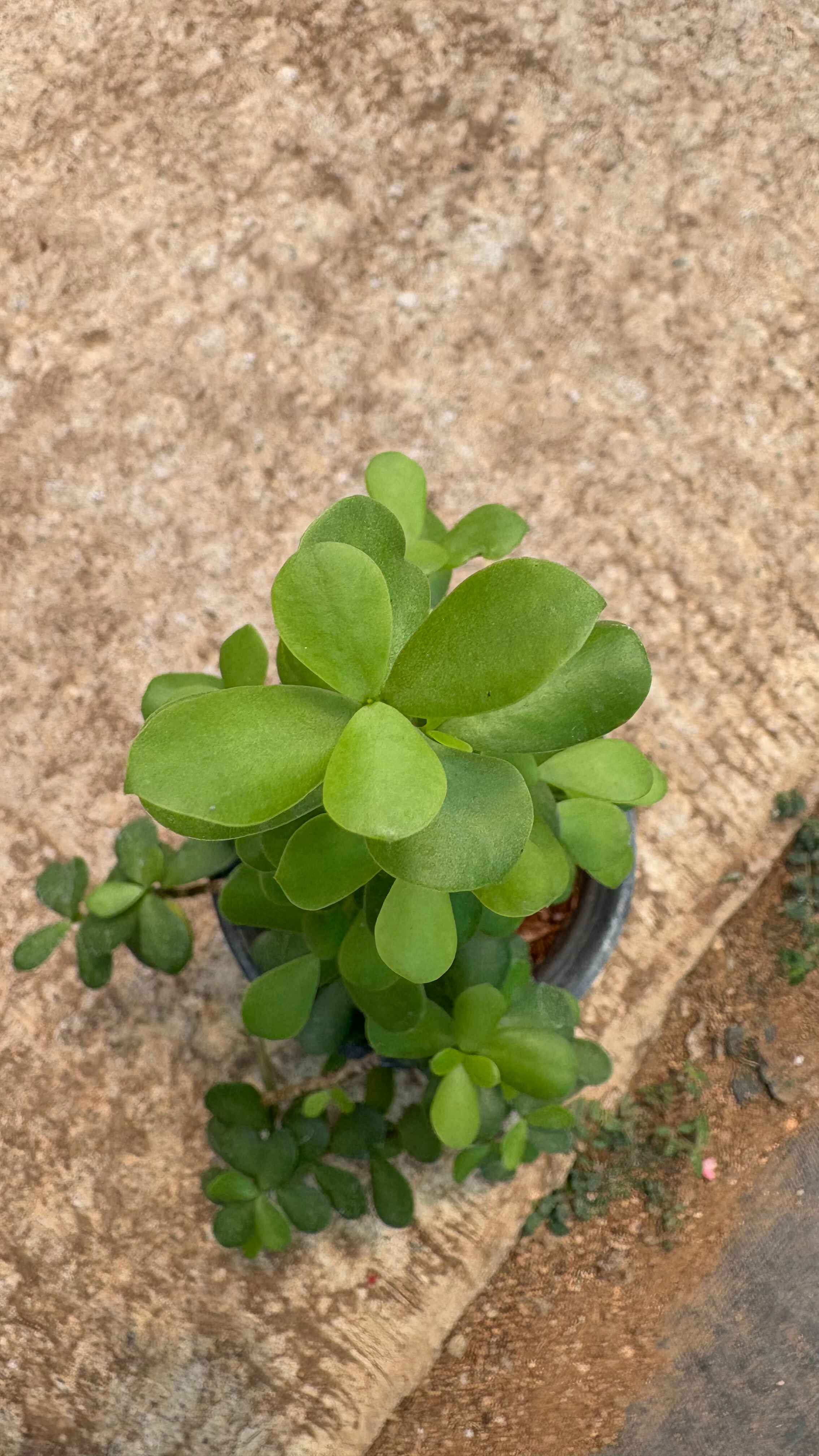 Portulacarla afra (Elephant bush)